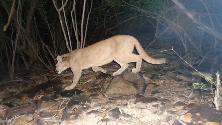 Baianinho de Mauá: conheça astro da sinuca que era pedreiro e